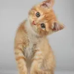 Profile picture for user محمد بن تركي
